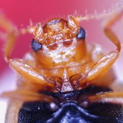Rhyzobius litura