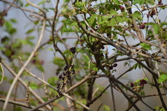 Akebia × pentaphylla