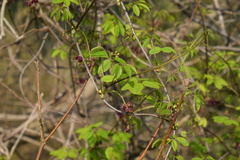 Akebia × pentaphylla