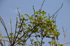 Akebia × pentaphylla