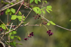 Akebia × pentaphylla