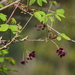 Akebia × pentaphylla - Photo (c) Ryo.T, algunos derechos reservados (CC BY-NC), subido por Ryo.T