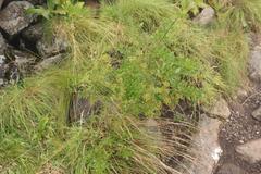 Polemannia montana