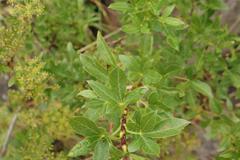 Polemannia montana