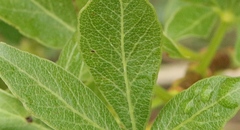 Polemannia montana