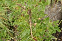 Polemannia montana