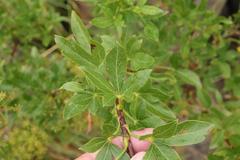 Polemannia montana