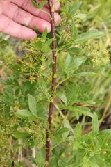 Polemannia montana