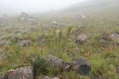 Polemannia montana