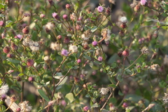 Blumea obliqua