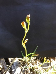 Pterostylis rubescens