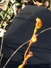 Pterostylis rubescens