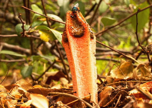 lantern stinkhorn