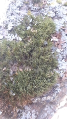 Paraleucobryum longifolium