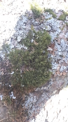 Paraleucobryum longifolium