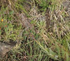 Afrotysonia glochidiata