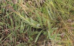 Afrotysonia glochidiata