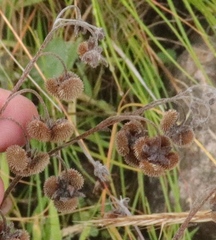 Afrotysonia glochidiata