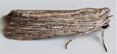 Catabena lineolata