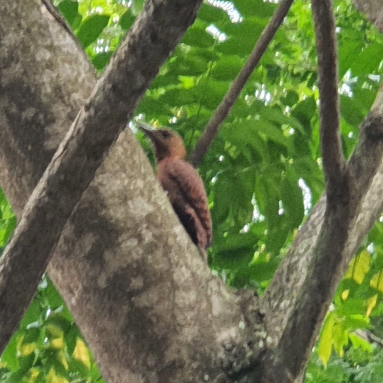 Rufous Woodpecker