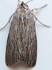 Catabena lineolata