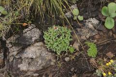 Helichrysum marginatum