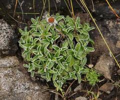 Helichrysum marginatum