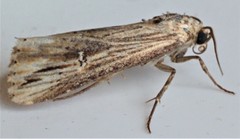 Crambodes talidiformis