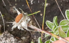Helichrysum marginatum