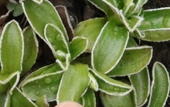 Helichrysum marginatum