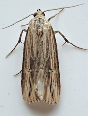 Crambodes talidiformis