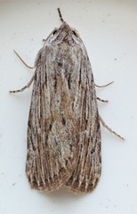 Catabena lineolata