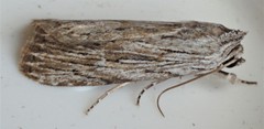 Catabena lineolata
