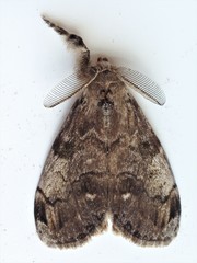 Dasychira plagiata