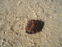 Kinosternon subrubrum