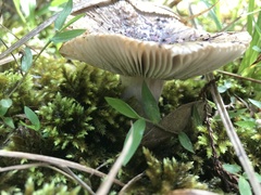 Russula vinaceocuticulata