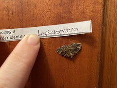 Xanthorhoe vacuaria