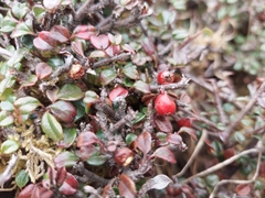 Cotoneaster rotundifolius