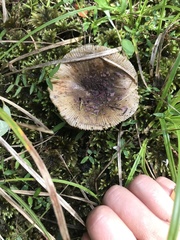 Russula vinaceocuticulata