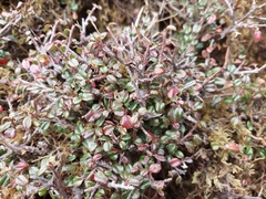 Cotoneaster rotundifolius