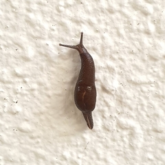 Ostracolethinae