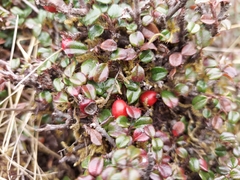 Cotoneaster rotundifolius