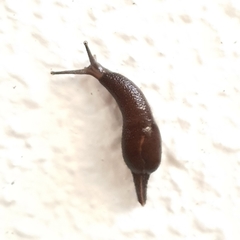 Ostracolethinae