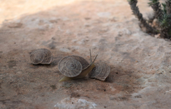 Iberus gualtieranus gualtieranus