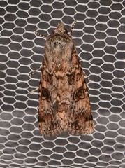 Heliothis punctifera