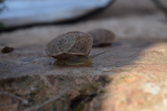 Iberus gualtieranus gualtieranus