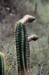 Trichocereus