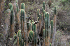 Trichocereus
