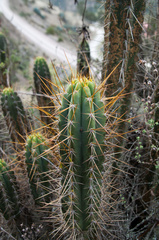 Trichocereus