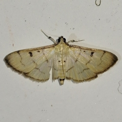 Herpetogramma rudis
